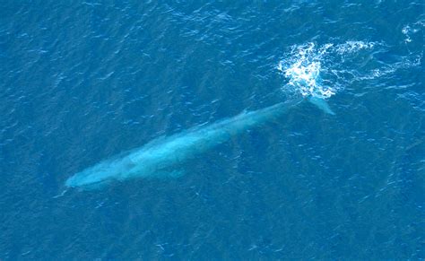 phallus de baleine|La baleine bleue a un pénis de 2,5 mètres et des。